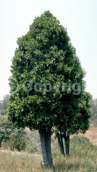 Unknown blooms; Evergreen; Needles or needle-like leaf; North American Native