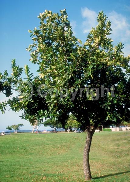 White blooms; Evergreen; Broadleaf