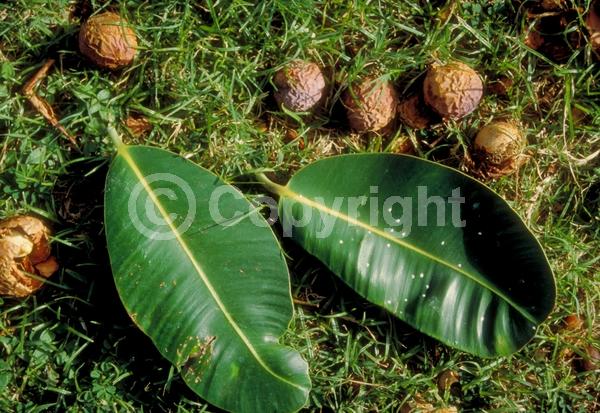 White blooms; Evergreen; Broadleaf