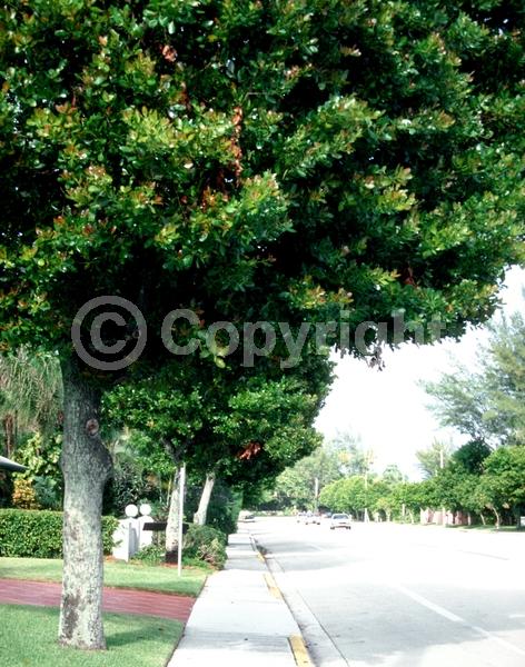 White blooms; Evergreen; Broadleaf