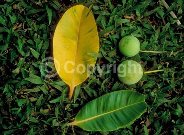 White blooms; Evergreen; Broadleaf