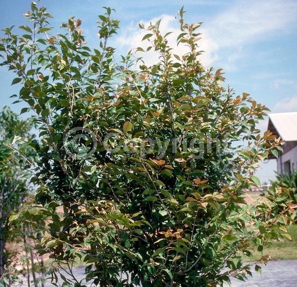 White blooms; Evergreen; Needles or needle-like leaf; North American Native