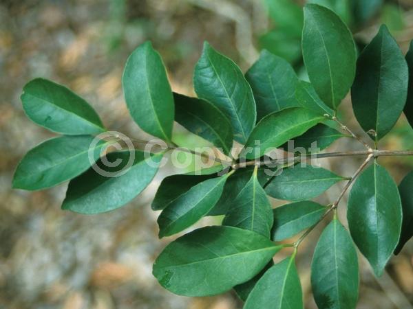 White blooms; Evergreen; Needles or needle-like leaf; North American Native