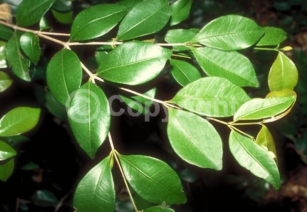 White blooms; Evergreen; Needles or needle-like leaf; North American Native