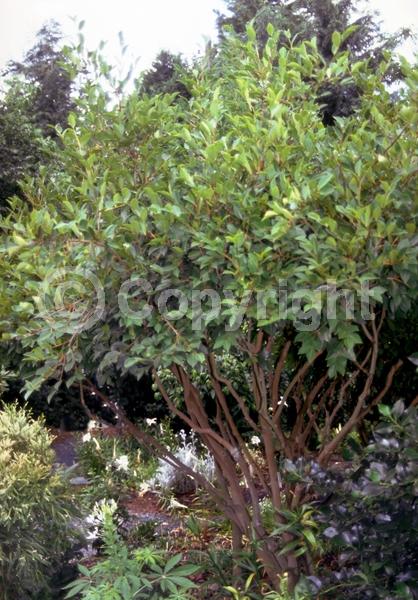 White blooms; Evergreen; Broadleaf