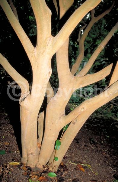 White blooms; Evergreen; Broadleaf