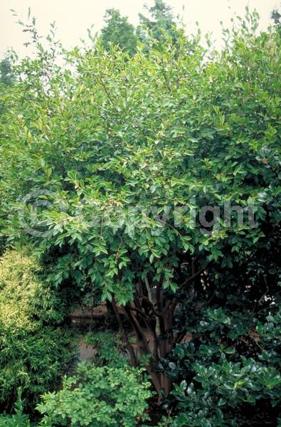 White blooms; Evergreen; Broadleaf