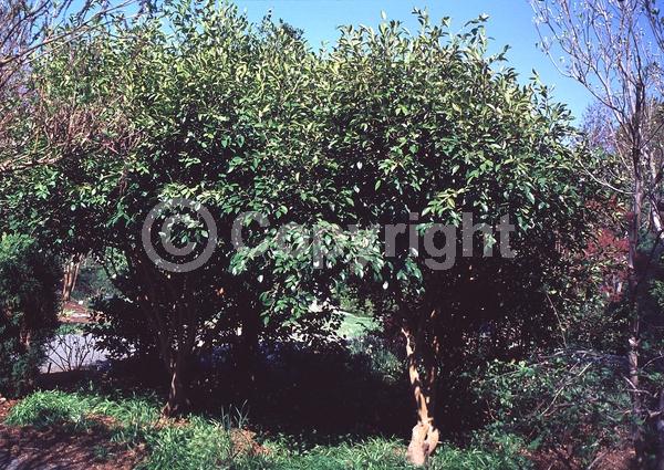 White blooms; Evergreen; Broadleaf