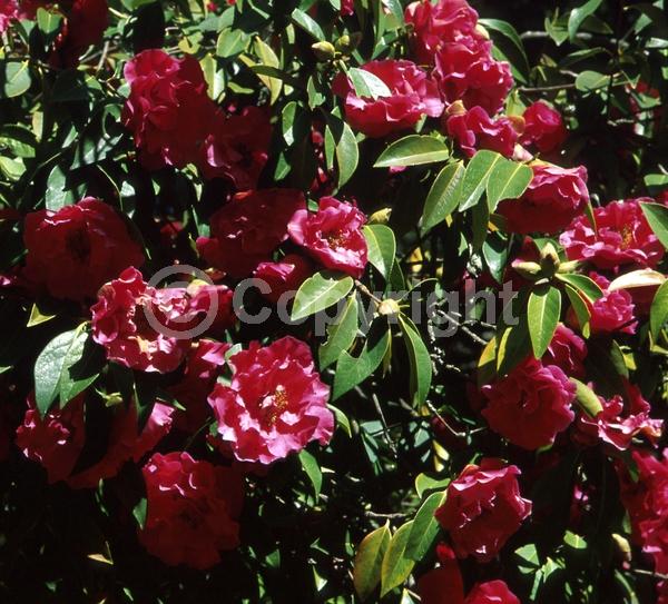 Red blooms; Pink blooms; Evergreen; Broadleaf