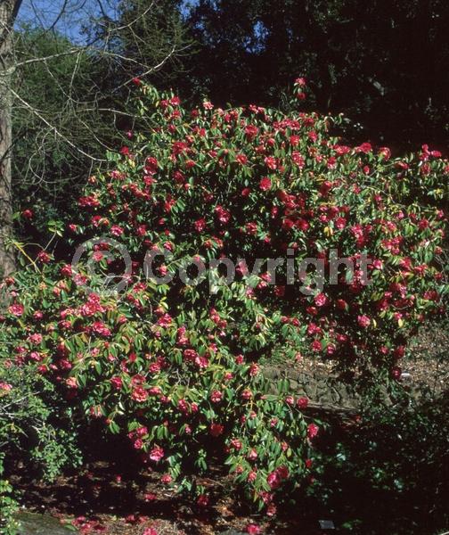 Red blooms; Pink blooms; Evergreen; Broadleaf