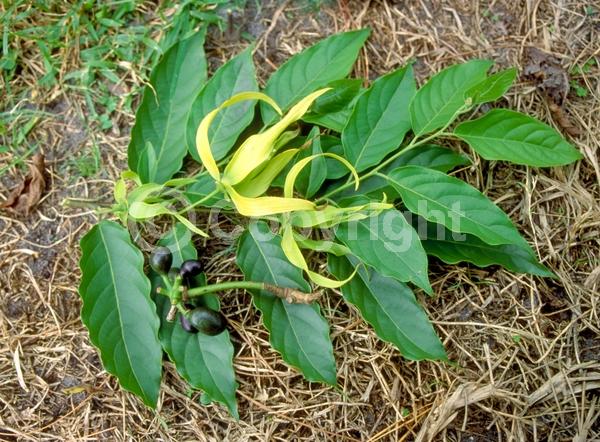 Yellow blooms; Green blooms; Evergreen; Needles or needle-like leaf