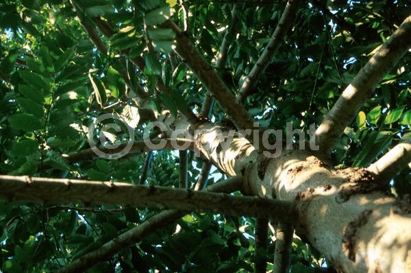 Yellow blooms; Green blooms; Evergreen; Needles or needle-like leaf
