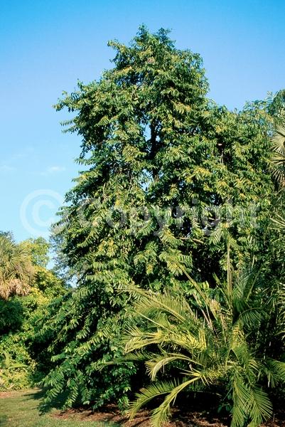 Yellow blooms; Green blooms; Evergreen; Needles or needle-like leaf