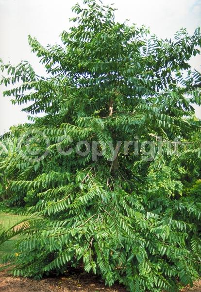 Yellow blooms; Green blooms; Evergreen; Needles or needle-like leaf