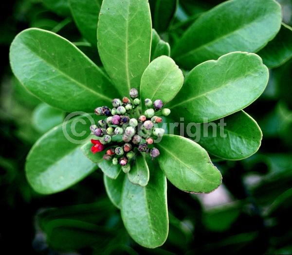 Purple blooms; White blooms; Evergreen; Needles or needle-like leaf; North American Native
