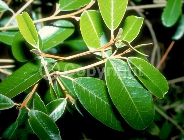 White blooms; Pink blooms; Evergreen; Needles or needle-like leaf; North American Native