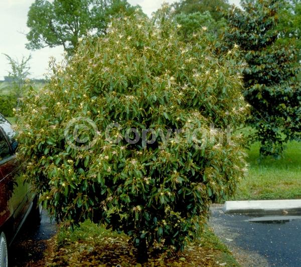 White blooms; Pink blooms; Evergreen; Needles or needle-like leaf; North American Native