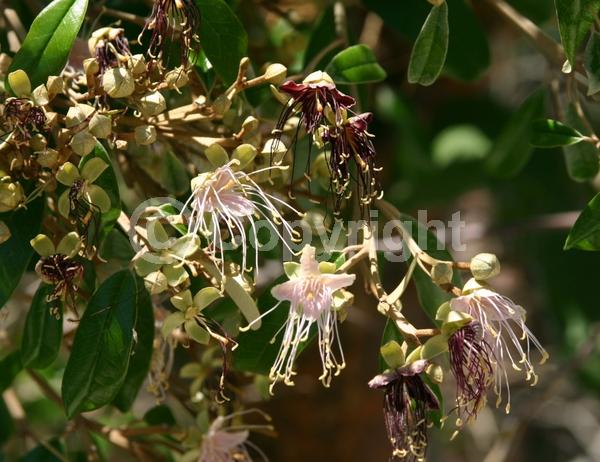 White blooms; Pink blooms; Evergreen; Needles or needle-like leaf; North American Native