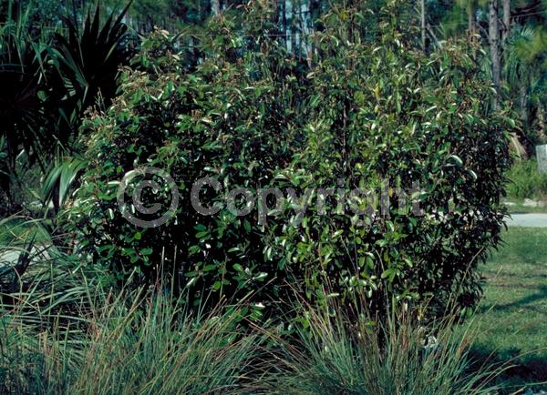 White blooms; Pink blooms; Evergreen; Needles or needle-like leaf; North American Native