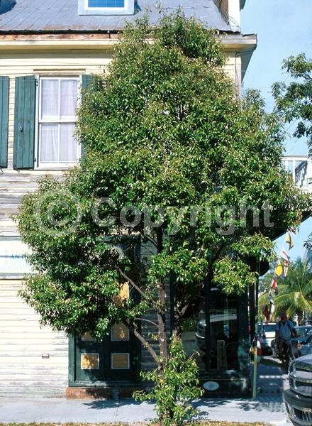White blooms; Pink blooms; Evergreen; Needles or needle-like leaf; North American Native