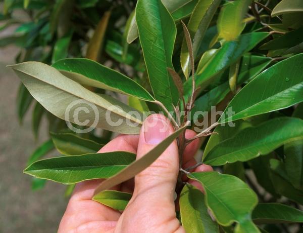 White blooms; Pink blooms; Evergreen; Needles or needle-like leaf; North American Native