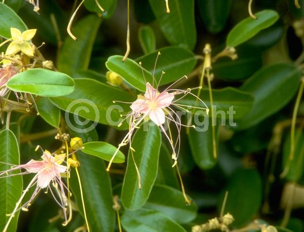 White blooms; Pink blooms; Evergreen; Needles or needle-like leaf; North American Native