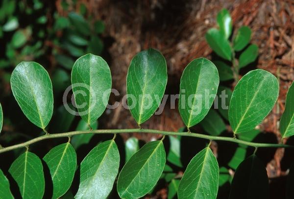 White blooms; Pink blooms; Evergreen; Needles or needle-like leaf; North American Native