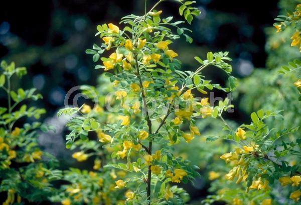 Yellow blooms; Deciduous