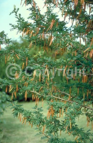 Yellow blooms; Deciduous