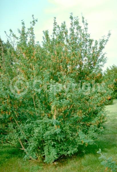 Yellow blooms; Deciduous