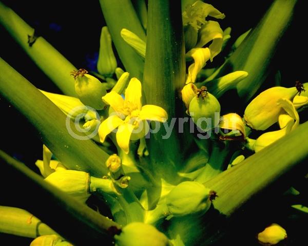 Yellow blooms; Evergreen; Needles or needle-like leaf