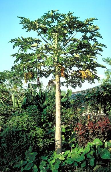 Yellow blooms; Evergreen; Needles or needle-like leaf