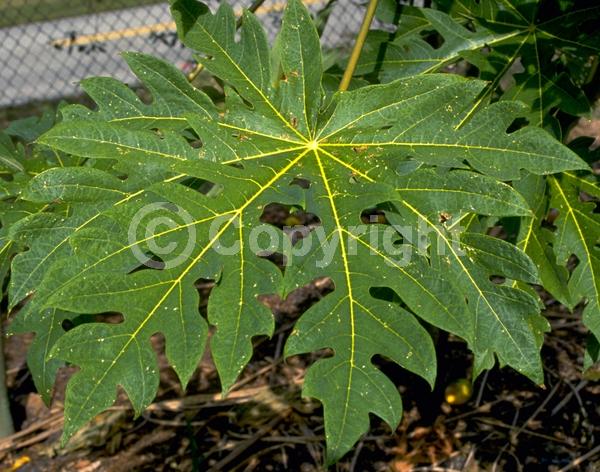 Yellow blooms; Evergreen; Needles or needle-like leaf