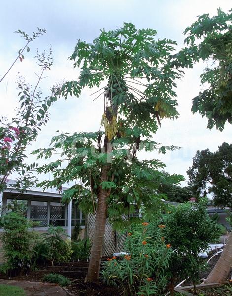 Yellow blooms; Evergreen; Needles or needle-like leaf