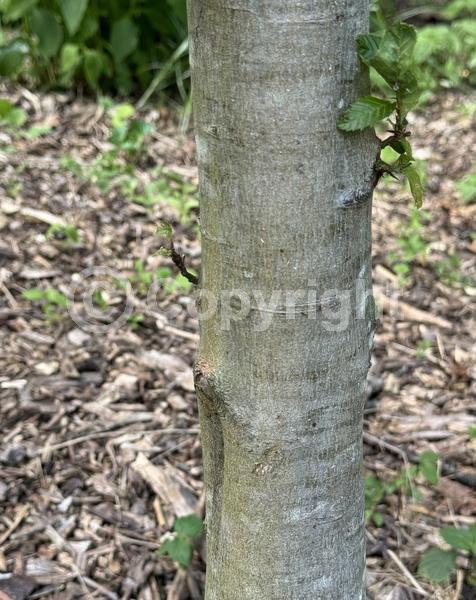 Orange blooms; Yellow blooms; Deciduous; Broadleaf; North American Native