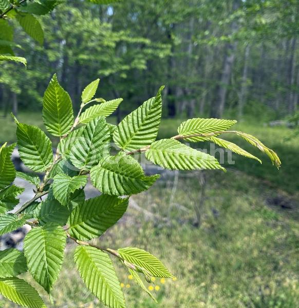 Orange blooms; Yellow blooms; Deciduous; Broadleaf; North American Native