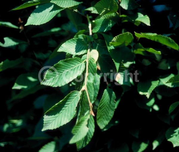 White blooms; Deciduous; Broadleaf