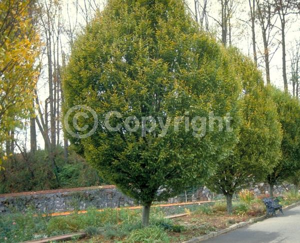 White blooms; Deciduous; Broadleaf