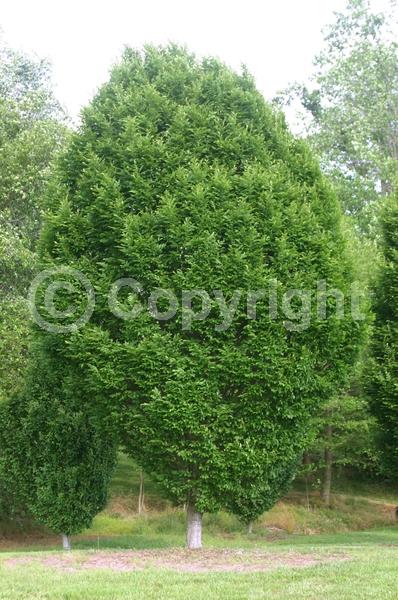 White blooms; Deciduous; Broadleaf