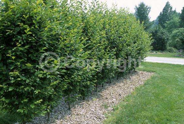 White blooms; Deciduous; Broadleaf