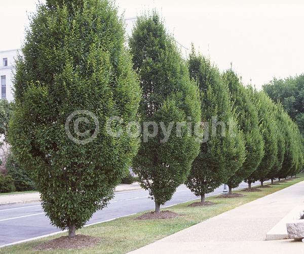 White blooms; Deciduous; Broadleaf