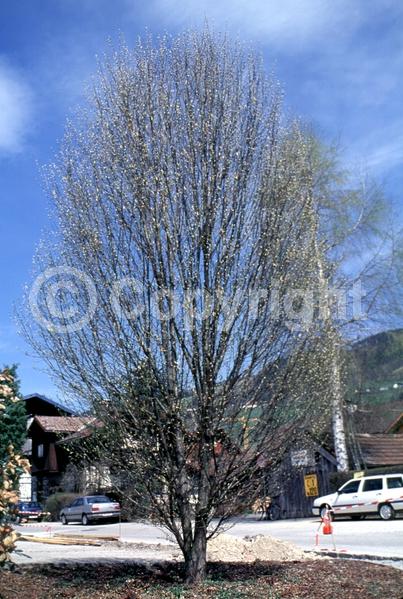 White blooms; Deciduous; Broadleaf