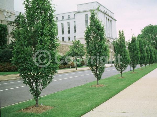 White blooms; Deciduous; Broadleaf