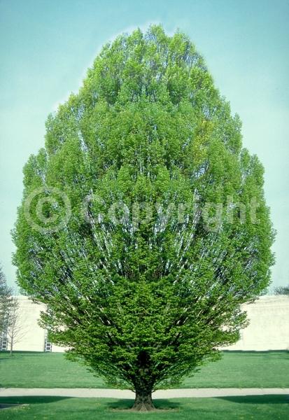 White blooms; Deciduous; Broadleaf