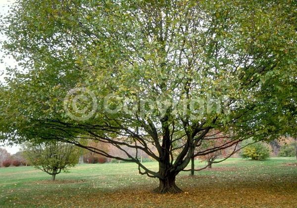 White blooms; Deciduous; Broadleaf