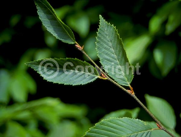 White blooms; Deciduous; Broadleaf