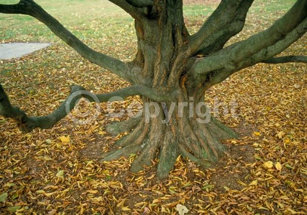 White blooms; Deciduous; Broadleaf