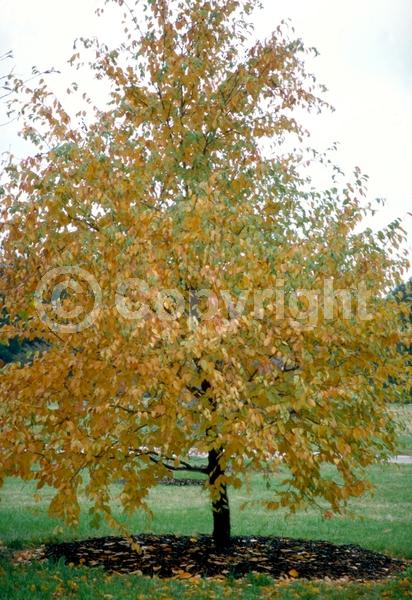 White blooms; Deciduous; Broadleaf