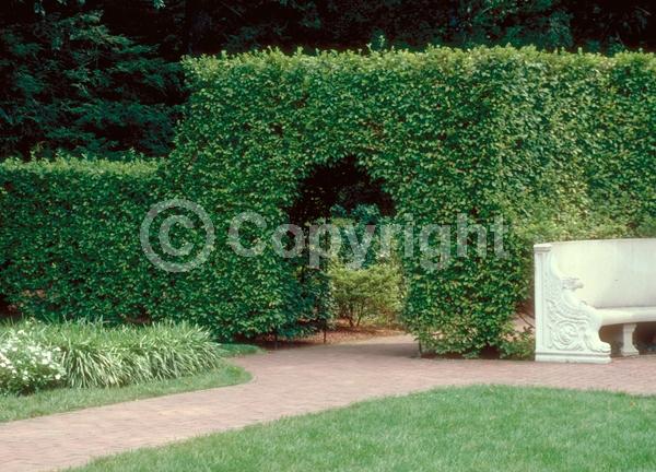 White blooms; Deciduous; Broadleaf