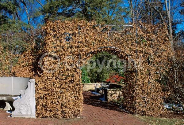 White blooms; Deciduous; Broadleaf